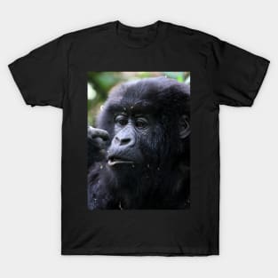 Juvenile Mountain Gorilla, Kwitonda Group, Rwanda, East Africa T-Shirt